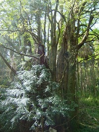 下合瀬の大カツラ