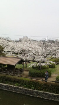 桜。