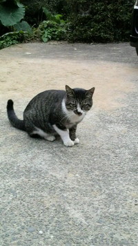 またまた猫の話