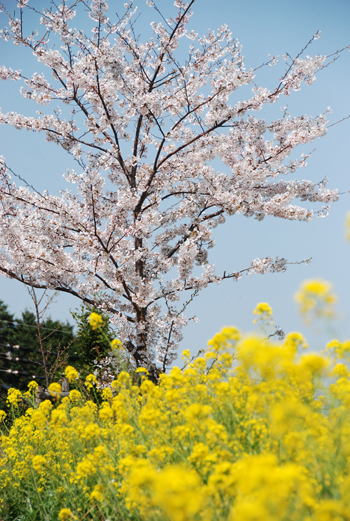 伊万里　桜