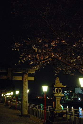 夜桜＠伊万里神社