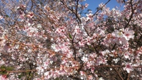 この時期に桜満開？
