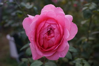 庭の花たちno.124 バラ