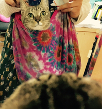 猫バッグ
