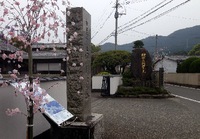 柿右衛門窯の「枝垂れ桜」が綺麗でした