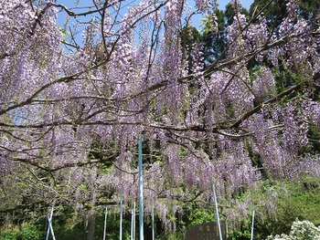 二里町古子の滝フジ