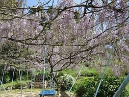 二里町古子の滝フジ