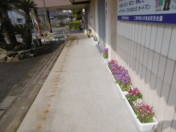 サクラソウが咲きました