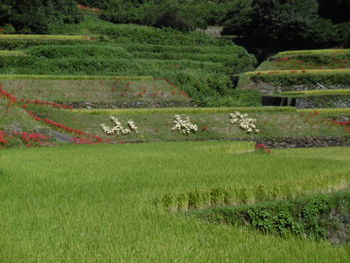 咲き誇る彼岸花
