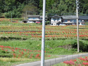 咲き誇る彼岸花