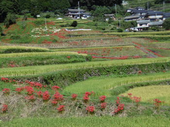 咲き誇る彼岸花