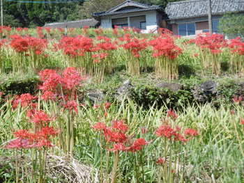 咲き誇る彼岸花