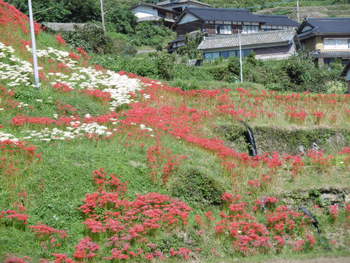 咲き誇る彼岸花