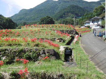 咲き誇る彼岸花