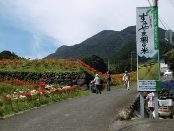 咲き誇る彼岸花