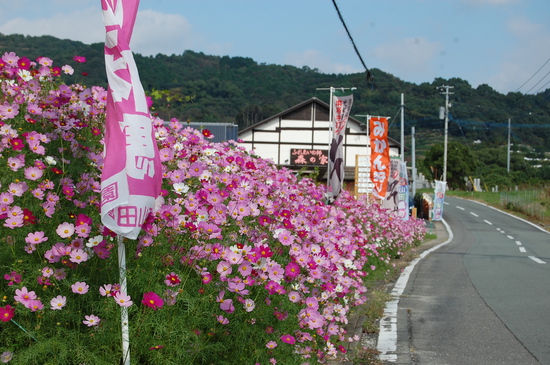 コスモスが見頃ですよ♪