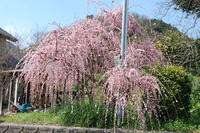 西山田農園地区は、花の楽園✿✿