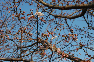 桜まつり