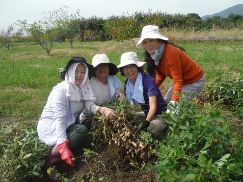 佐賀県みやき町より❀落花生掘り体験！初挑戦！！