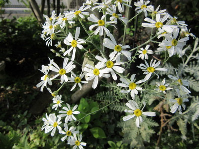 なんちゃってガーデナー山ちゃん レースのような白い葉の白い花