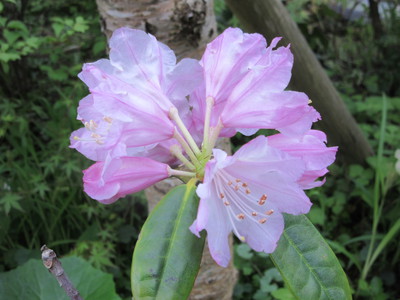 木に咲く初夏の花