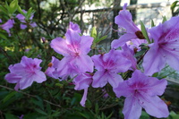 ミツバチの好きな花