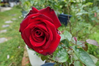 バラの花とクレマテス