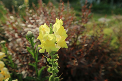 庭の花達