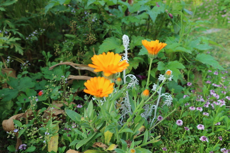 庭の花達