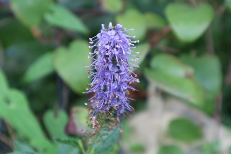 夏の花　ガザニア