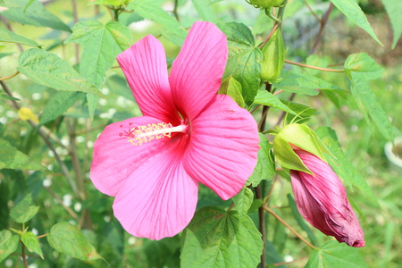 夏の花たち　ムクゲ？