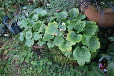 冬の宿根草の様子　