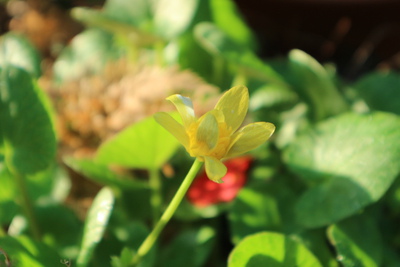 色んな花が：よかったらどうぞ