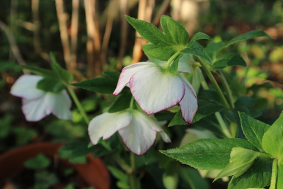 色んな花が：よかったらどうぞ