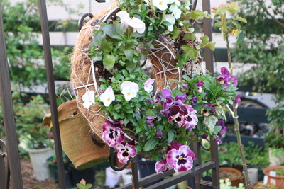 寄せ植えなど