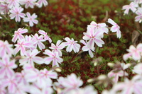 芝桜