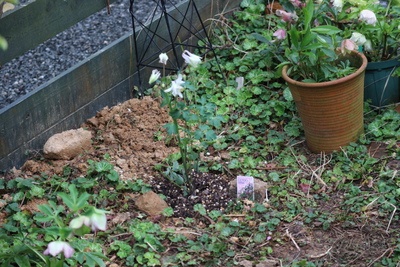 オダマキを植える土