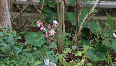 オダマキを植える土