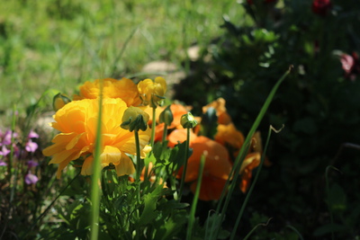 アジュガなどの春の花