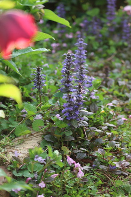 アジュガなどの春の花