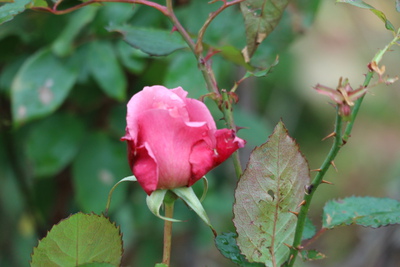 バラと春の花