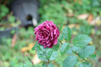 バラと春の花