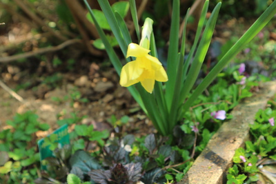 スイセンなどの春の花