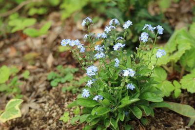 脇役の花達