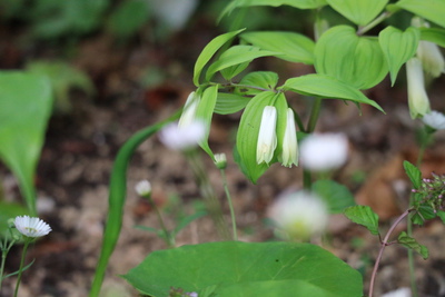 庭のわき役たちの花