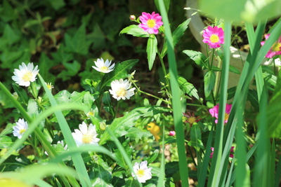 庭のわき役たちの花