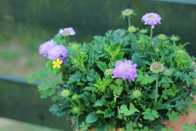 庭のわき役たちの花