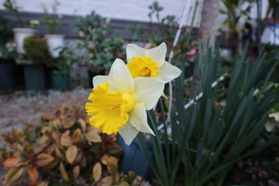 球根の花