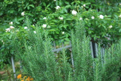 モナラベンダーの植替え