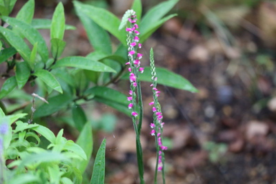 梅雨時の花